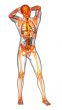 human skeleton