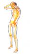  human skeleton