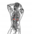  adrenal glands