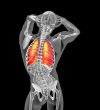 3d render illustration of the human lung