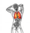 3d render illustration of the human lung