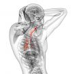 3d render medical illustration of the brounchi 