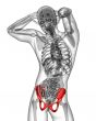 3d render medical illustration of the pelvis bone