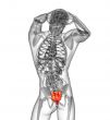 3d render medical illustration of the sacrum bone