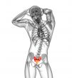 3d render medical illustration of the sacrum bone