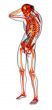  human skeletonl