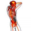  human skeletonl