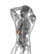 3d render medical illustration of the spleen