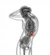 3d render medical illustration of the spleen