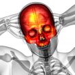 3d render medical illustration of the upper skull 