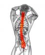 3d render medical illustration of the human spine 