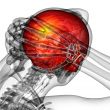 3d render medical illustration of the upper skull 