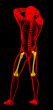 3d render medical illustration of the femur bone 