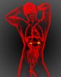 3d render medical illustration of the adrenal 