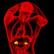 3d render medical illustration of the adrenal 
