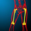 3d render medical illustration of the femur bone 