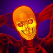3d render medical illustration of the human skull 