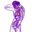 3d render medical illustration of the bronchi 