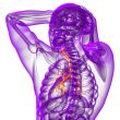 3d render medical illustration of the bronchi 
