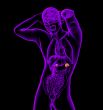 n adrenal glands