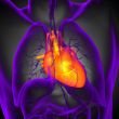 3d render medical illustration of the human heart 