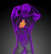 3d render medical illustration of the human heart 