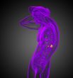  adrenal glands