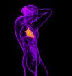 3d render medical illustration of the human heart 
