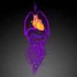 3d render medical illustration of the human heart 