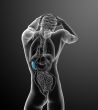 3d render medical illustration of the spleen 
