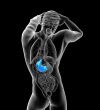 3d render medical illustration of the stomach 