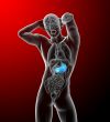 3d render medical illustration of the stomach 