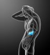 3d render medical illustration of the stomach 