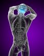 3d render medical illustration of the upper skull 