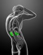 3d render medical illustration of the kidney