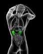 3d render medical illustration of the kidney