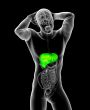 3d render medical illustration of the liver 