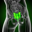 3d render medical illustration of the sacrum bone