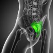 3d render medical illustration of the sacrum bone