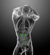 3d render medical illustration of the ureter