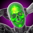 3d render medical illustration of the skull 