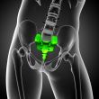 3d render medical illustration of the sacrum bone