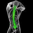 3d render medical illustration of the human spine