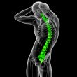 3d render medical illustration of the human spine