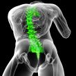 3d render medical illustration of the human spine