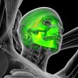 3d render medical illustration of the skull 