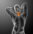  cervical spine
