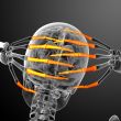 3d render illustration of the human phalanges hand