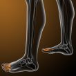  phalanges foot 