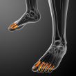  phalanges foot 